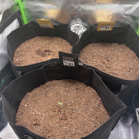 Fast Bud Genetics  growlog photo: Only blackberry auto made it, i got 8 seeds from 420 fastbuds & only this one seed and 2 other seeds on my other grow sprouted. There customer service sucks. I will no longer support them 