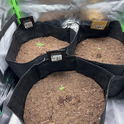 Fast Bud Genetics  growlog photo: 2 blackberry & 1 big bud auto