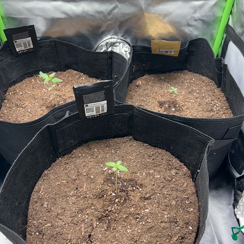 Fast Bud Genetics  growlog timeline photo