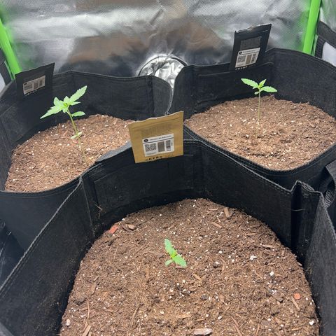 Fast Bud Genetics  growlog timeline photo