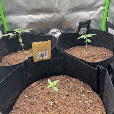 Fast Bud Genetics  growlog photo: Big bud auto front & Blackberry on top right are a week behind this schedule. Both seeds grow same time but big bud auto is a small but huge nug producer 