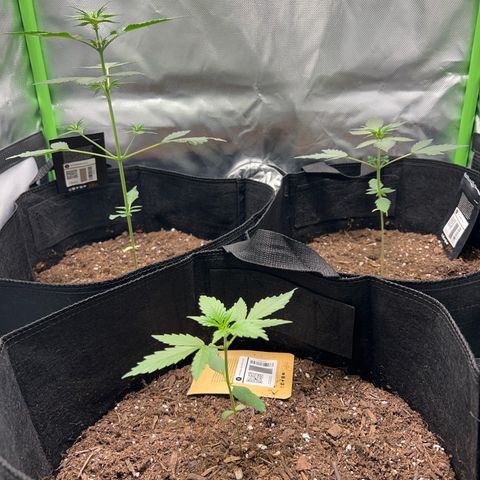 Fast Bud Genetics  growlog timeline photo