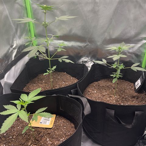 Fast Bud Genetics  growlog photo: The only auto flowering is the back left plant. Other plants are a week behind