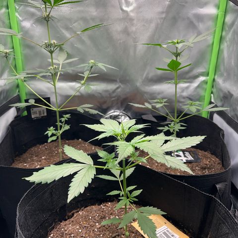 Fast Bud Genetics  growlog timeline photo