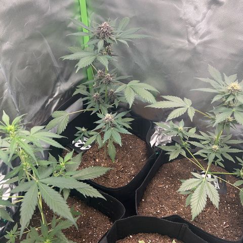Fast Bud Genetics  growlog timeline photo