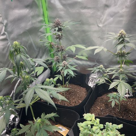 Fast Bud Genetics  growlog timeline photo