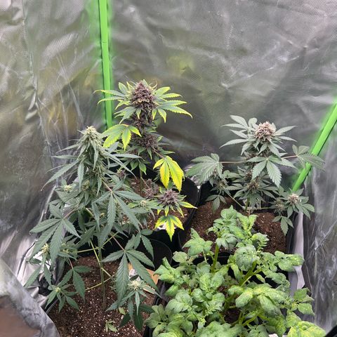Fast Bud Genetics  growlog timeline photo