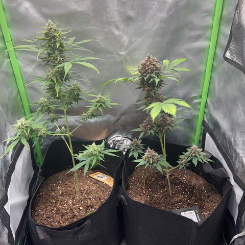 Fast Bud Genetics  growlog photo: *These plants are a week behind schedule* i cut down the main plant for this grow 5 days ago