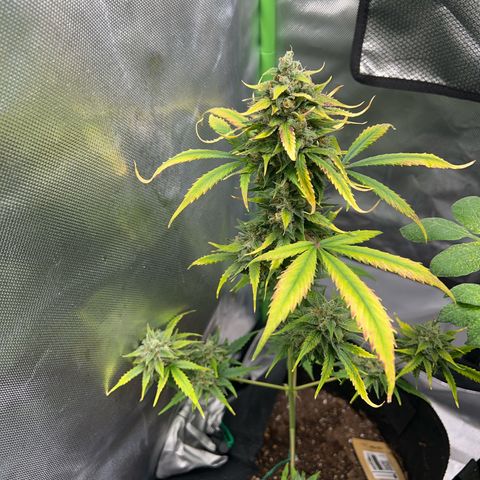 Fast Bud Genetics  growlog photo: Last plant in the tent 