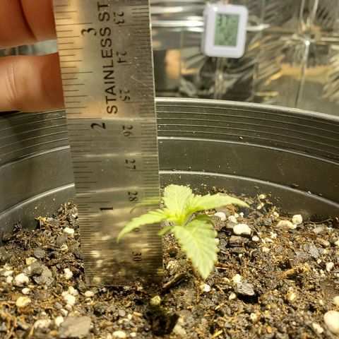Candy Rain  growlog timeline photo