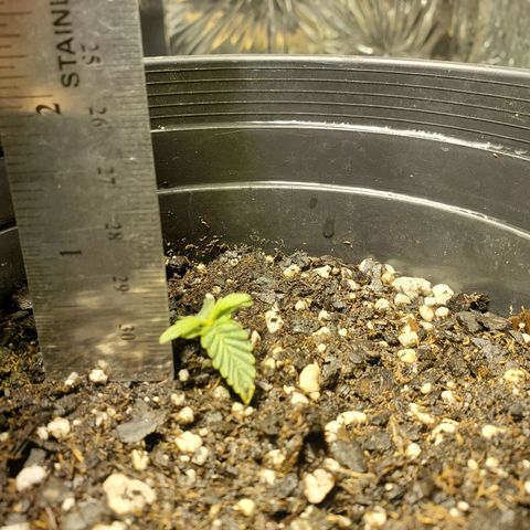 Candy Rain  growlog timeline photo