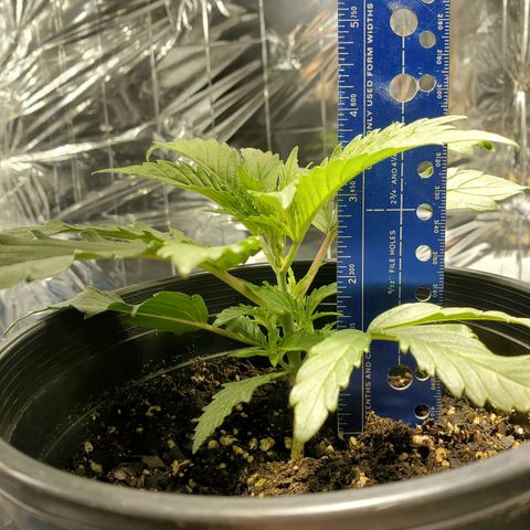 Candy Rain  growlog timeline photo
