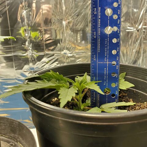 Candy Rain  growlog timeline photo