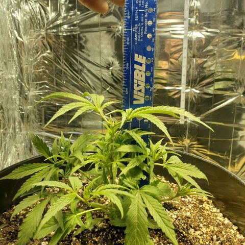 Candy Rain  growlog photo: Measurements after topping 