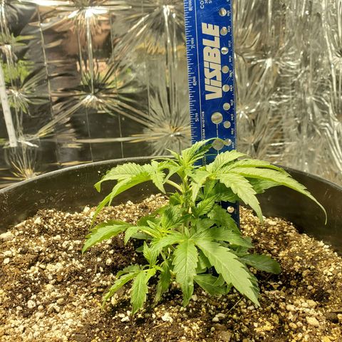 Candy Rain  growlog photo: Measurements after topping 