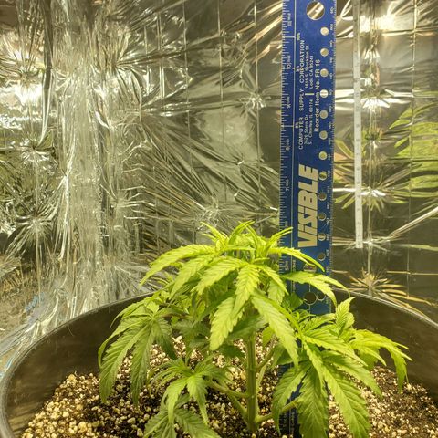Candy Rain  growlog timeline photo