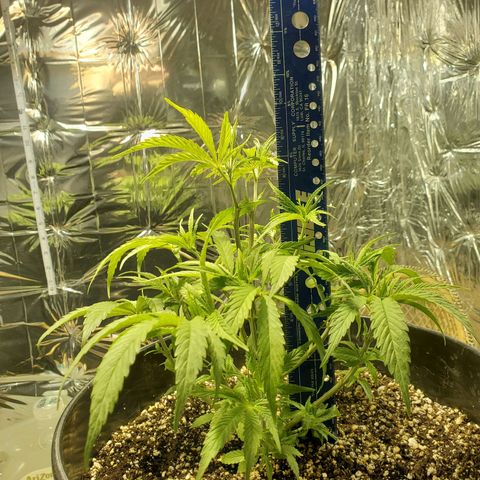 Candy Rain  growlog timeline photo