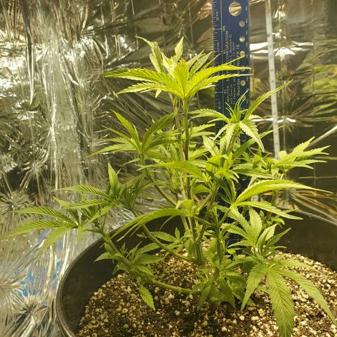 Candy Rain  growlog photo: Out of curiosity I trimmed some of the crowding out, and I topped one of the lower branches and Fimmed another just to see what happens. 