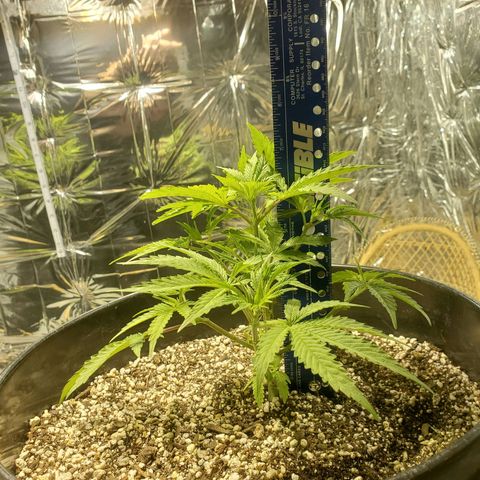Candy Rain  growlog photo: Out of curiosity I trimmed some of the crowding out, and I topped one of the lower branches and Fimmed another just to see what happens. 