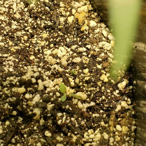 Candy Rain  growlog photo: WTF, I mixed this soil myself and I put only 1 seed in each pot. I wonder if a root popped up above the soil and took in some light. 