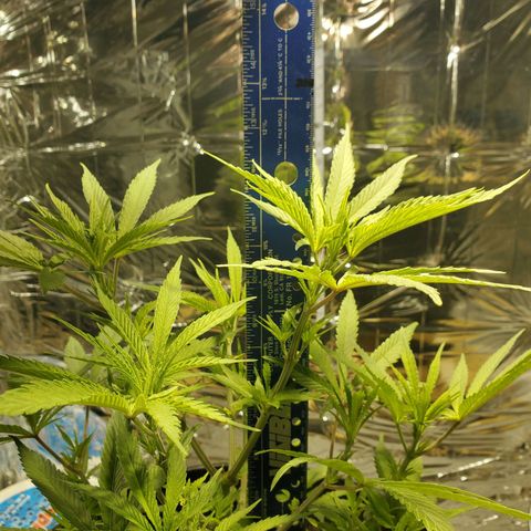 Candy Rain  growlog timeline photo
