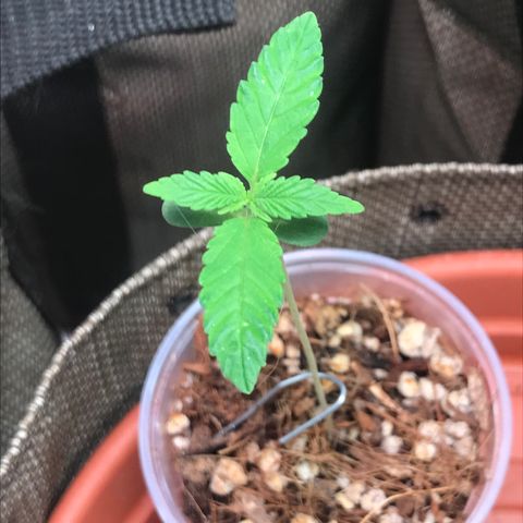 GLUEBERRY OG  #3 growlog timeline photo