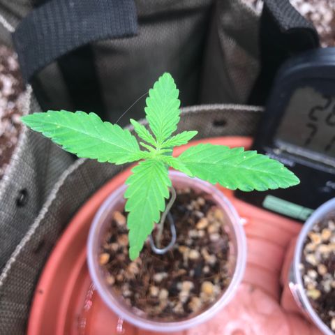 GLUEBERRY OG  #3 growlog timeline photo
