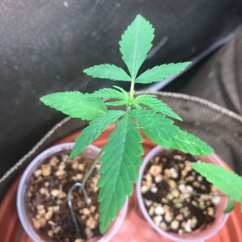 GLUEBERRY OG  #3 growlog timeline photo