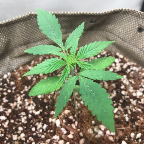 GLUEBERRY OG  #3 growlog timeline photo