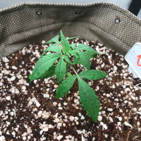 GLUEBERRY OG  #3 growlog timeline photo