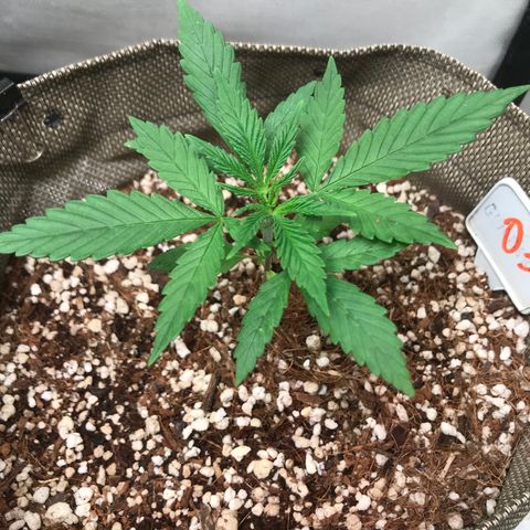 GLUEBERRY OG  #3 growlog timeline photo