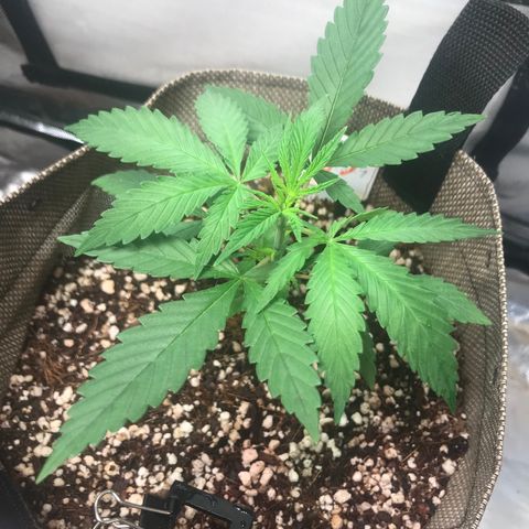 GLUEBERRY OG  #3 growlog timeline photo