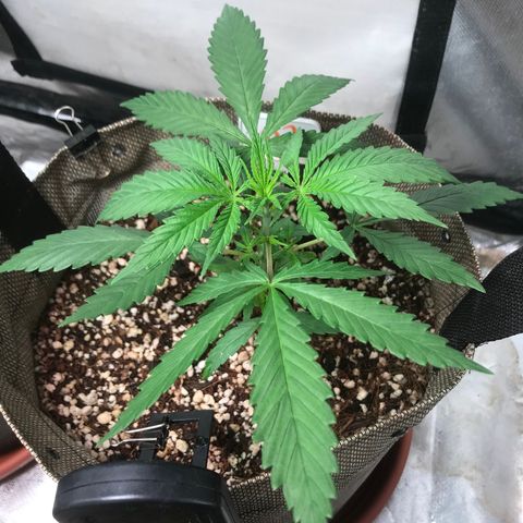 GLUEBERRY OG  #3 growlog timeline photo