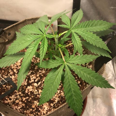 GLUEBERRY OG  #3 growlog timeline photo