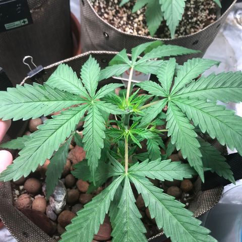 GLUEBERRY OG  #3 growlog timeline photo