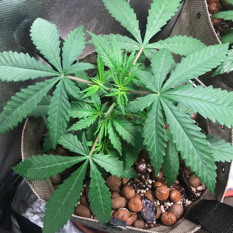 GLUEBERRY OG  #3 growlog timeline photo