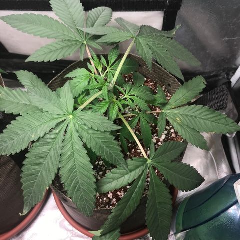 GLUEBERRY OG  #3 growlog timeline photo