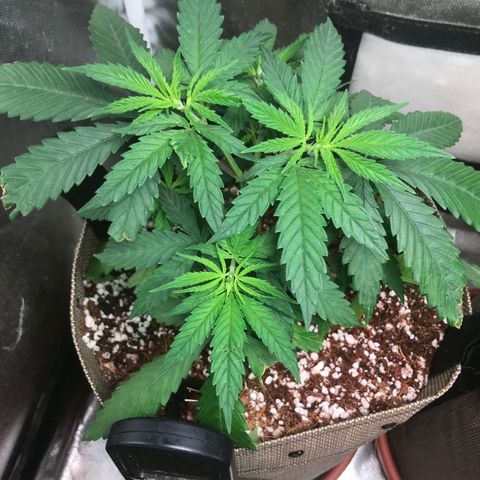 GLUEBERRY OG  #3 growlog timeline photo
