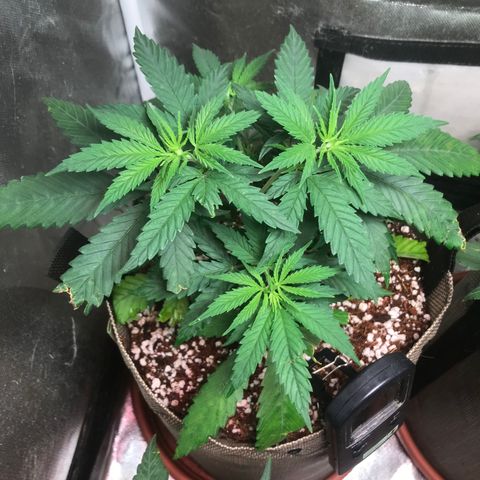 GLUEBERRY OG  #3 growlog timeline photo