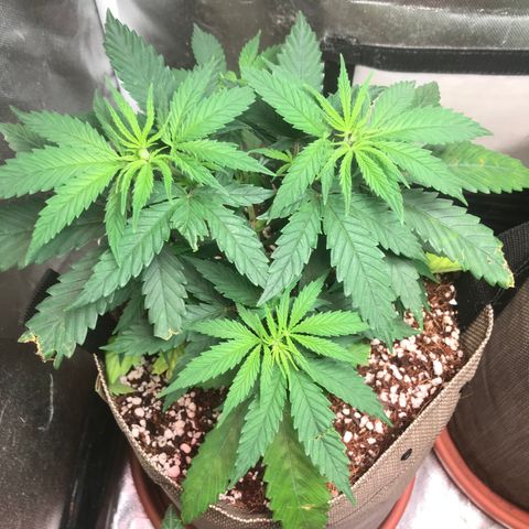 GLUEBERRY OG  #3 growlog timeline photo