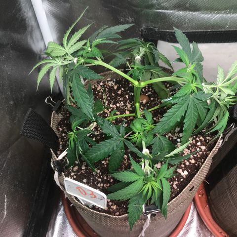 GLUEBERRY OG  #3 growlog timeline photo