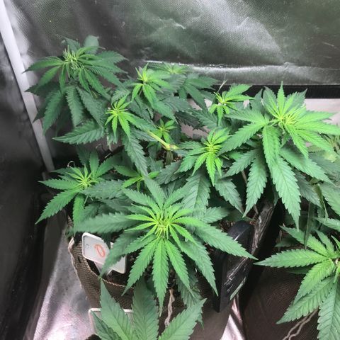 GLUEBERRY OG  #3 growlog timeline photo