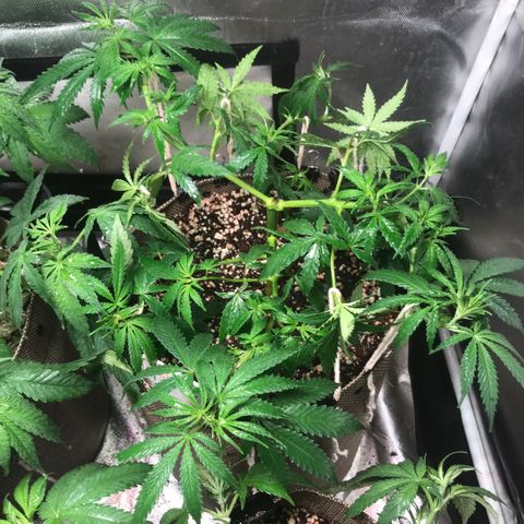 GLUEBERRY OG  #3 growlog timeline photo