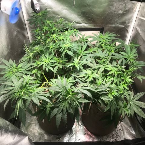 GLUEBERRY OG  #3 growlog timeline photo