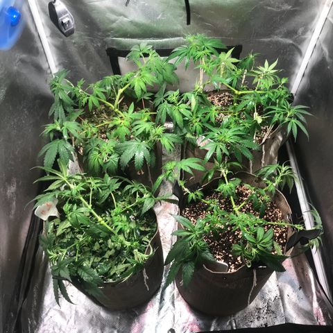 GLUEBERRY OG  #3 growlog timeline photo