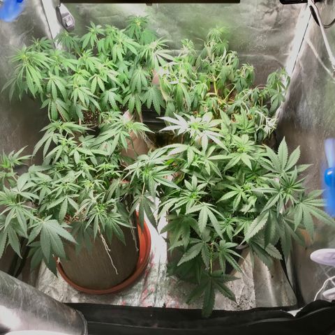 GLUEBERRY OG  #3 growlog timeline photo