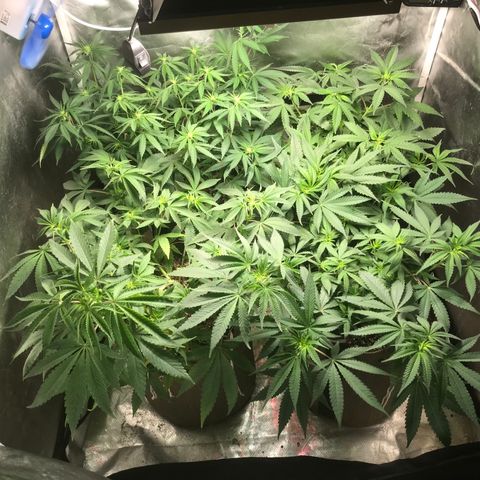 GLUEBERRY OG  #3 growlog timeline photo