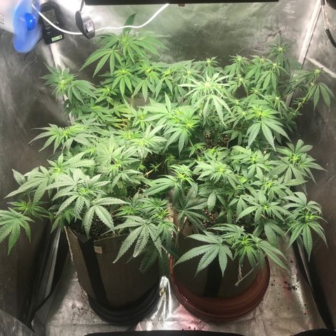 GLUEBERRY OG  #3 growlog timeline photo
