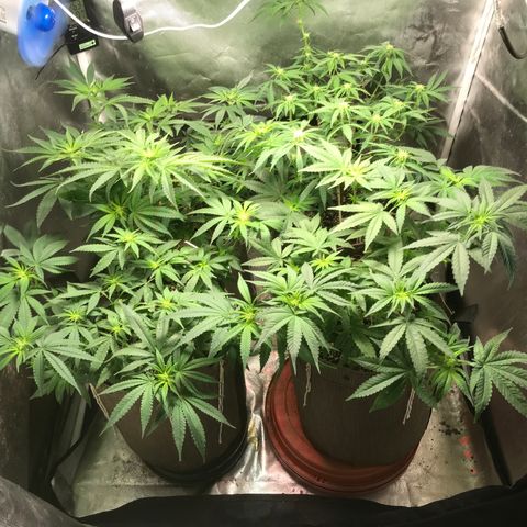 GLUEBERRY OG  #3 growlog timeline photo