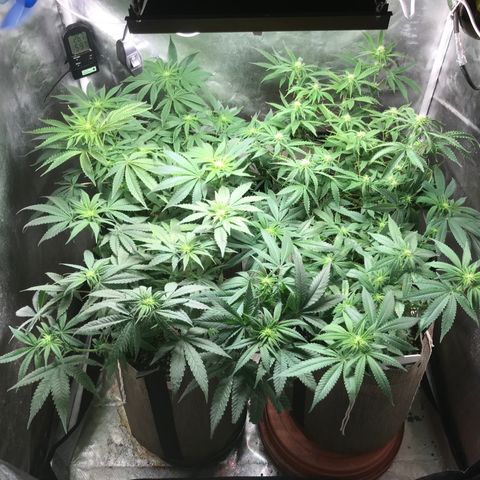 GLUEBERRY OG  #3 growlog timeline photo